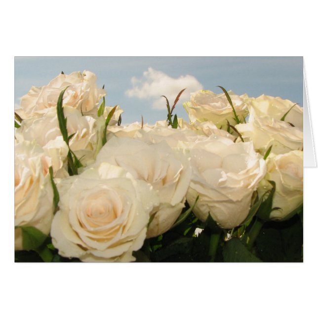 Rosenfreude (Vorderseite (Horizontal))