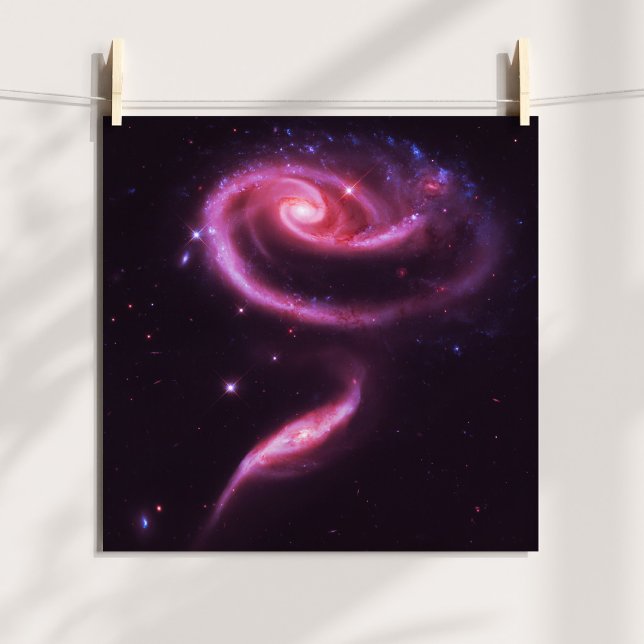 Rosengalaxien Poster (Pink Rose Galaxies Poster)