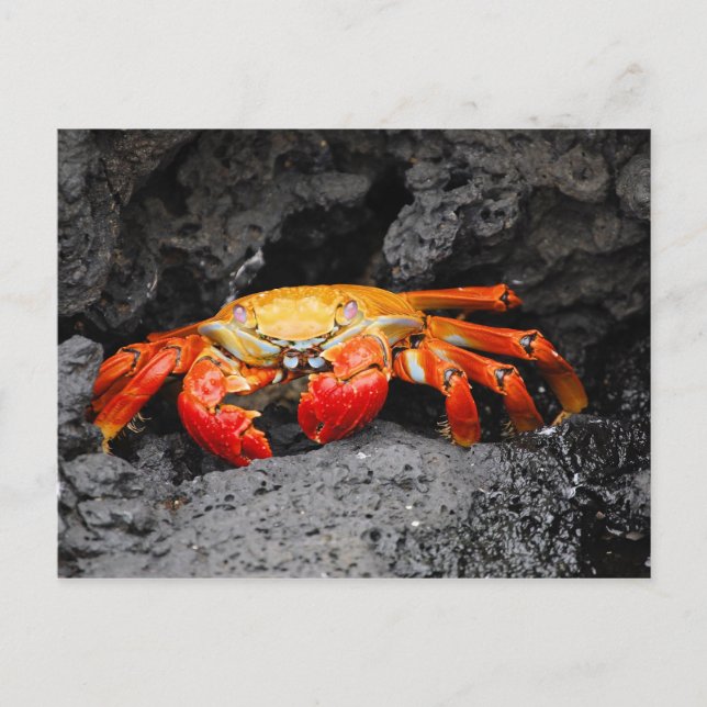 Rosengarbe (Grapsus grapsus) Postkarte (Vorderseite)