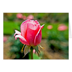 Rosengarten