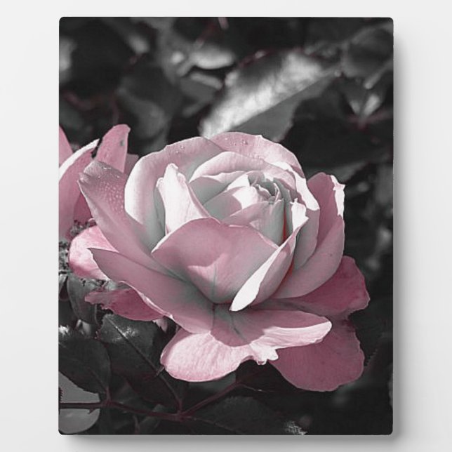 Rosengarten Fotoplatte (Vorderseite)