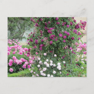 Rosengarten Postkarte