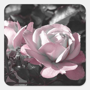 Rosengarten Quadratischer Aufkleber