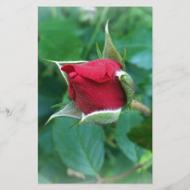 Rosenknospe (Vorderseite)