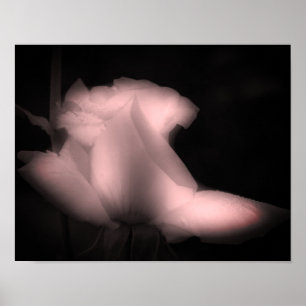 Rosenknospe Blume schwarz und weiß gestrichen Poster