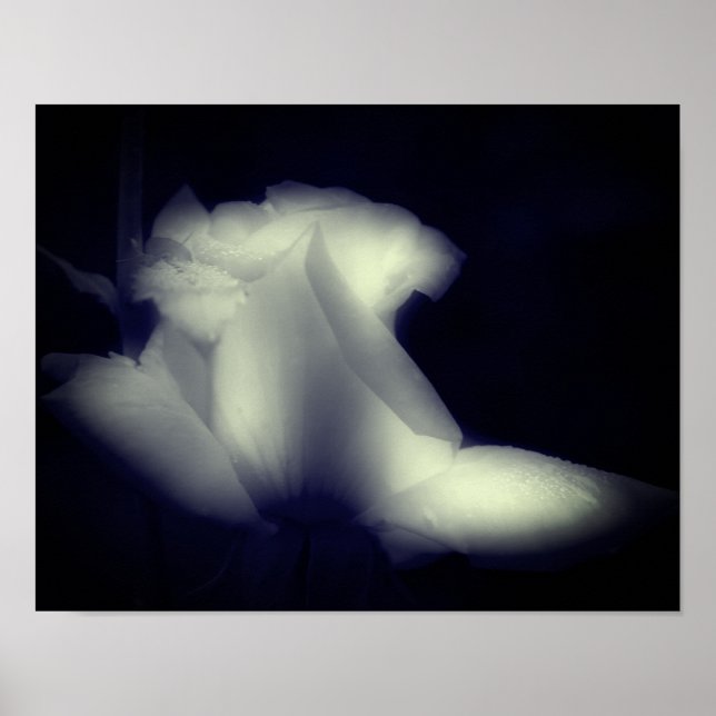 Rosenknospe Blume Schwarzweiß Poster (Vorne)