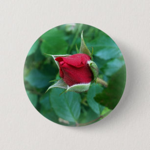 Rosenknospe Button
