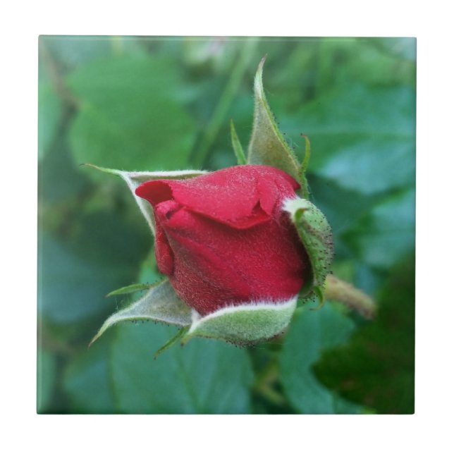 Rosenknospe Fliese (Vorderseite)