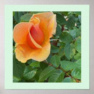 Rosenknospe Foto Poster