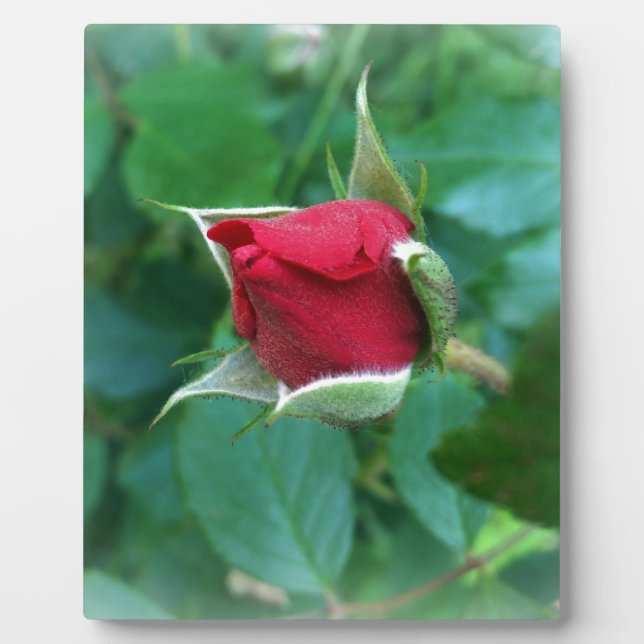 Rosenknospe Fotoplatte (Vorderseite)