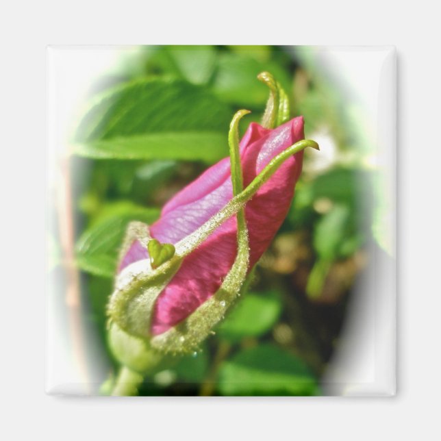 Rosenknospe Magnet (Vorne)