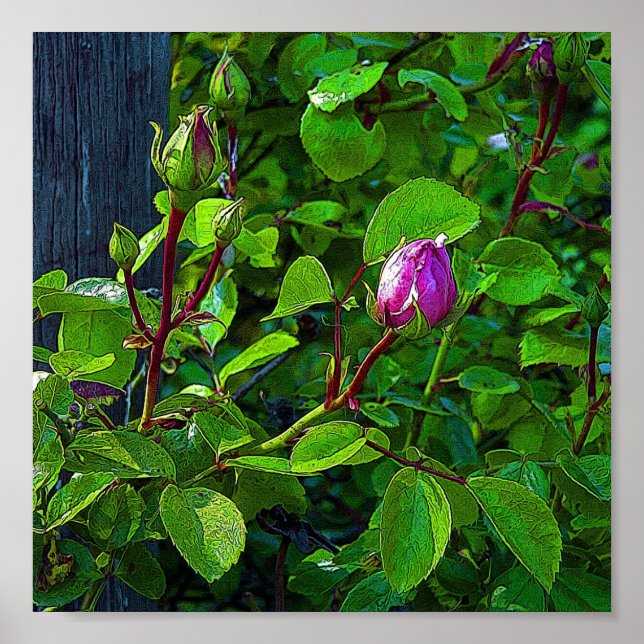 Rosenknospe Poster (Vorne)