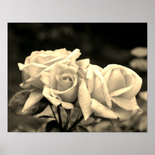Rosenknospe Trio in Sepia Poster
