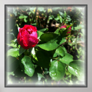 Rosenknospen Poster