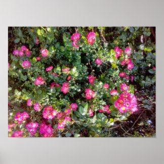Rosenliebe Poster