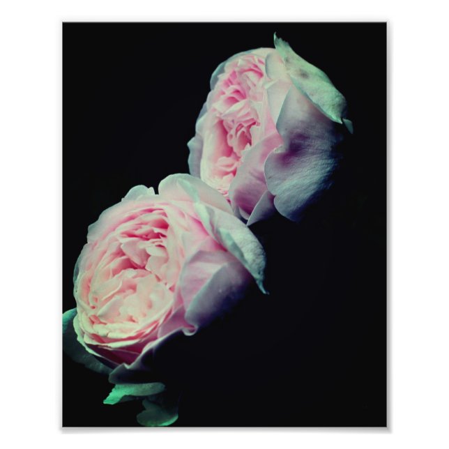 Rosenpaare 8x10 fotodruck (Vorne)