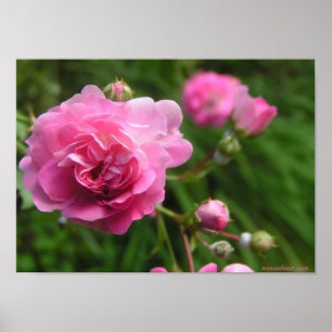 Rosenplakat Poster
