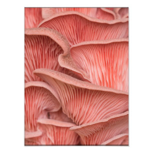 Rosenpleurose Fotodruck