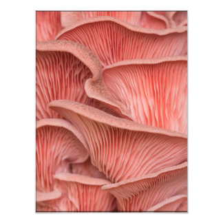 Rosenpleurose Fotodruck