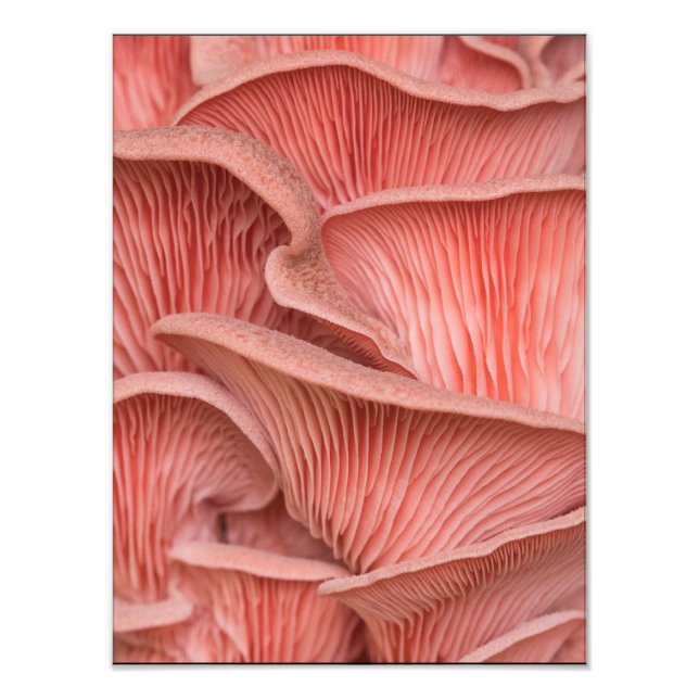 Rosenpleurose Fotodruck (Vorne)