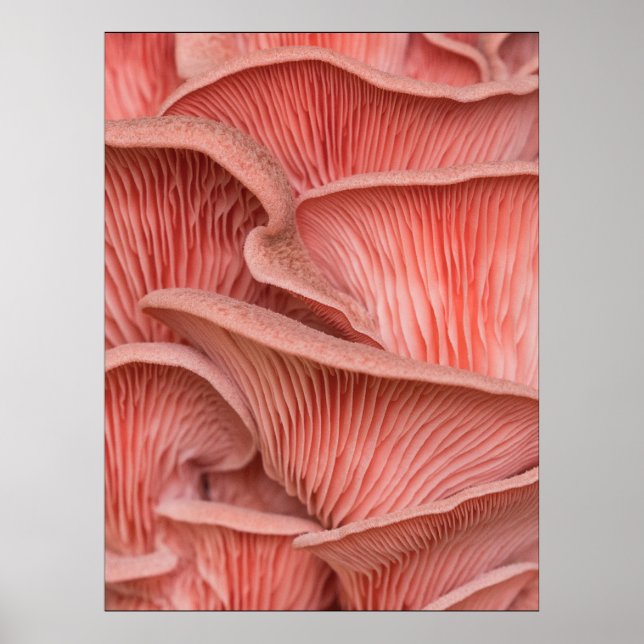 Rosenpleurose Poster (Vorne)