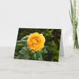 Rosenprint Blush Garden Karte
