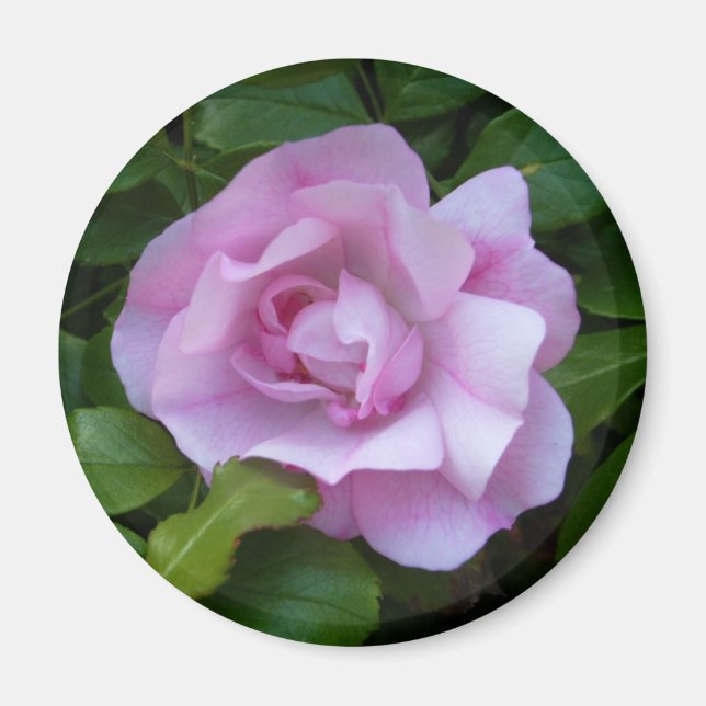 Rosenrosa-Magnet Magnet (Vorne)