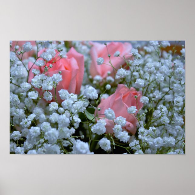 Rosenrosen-Foto Poster (Vorne)
