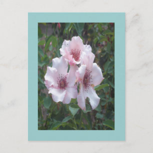 Rosenrosen-Foto Postkarte