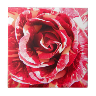 Rosenrote und weiße gestreifte Blumenphotographie Fliese