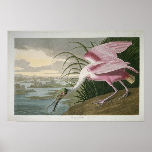 Rosenspoonbill, 1836 Print Poster (Vorne)