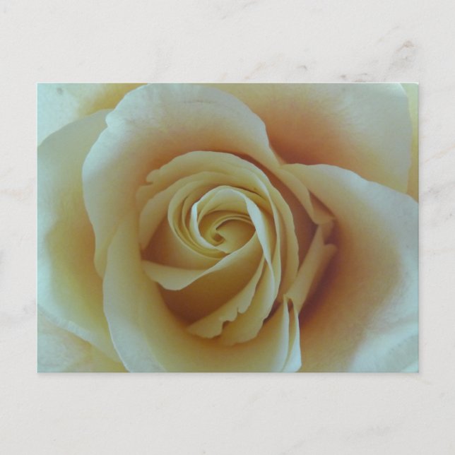 Rosentraum Postkarte (Vorderseite)