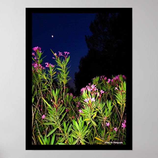 Roser Oleander bei Nacht Poster (Vorne)