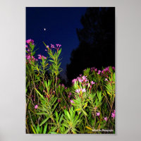Roser Oleander bei Nacht