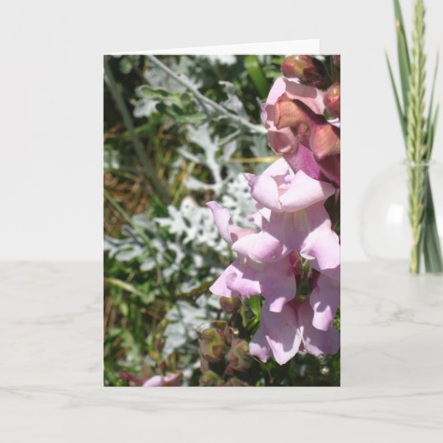 Roses ! Carte de voeux (Devant)