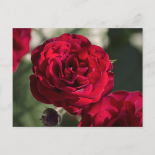 Roses Carte Postale - Rayonnement Velouté