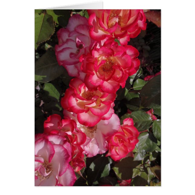 Roses de Betty Boop (Devant)