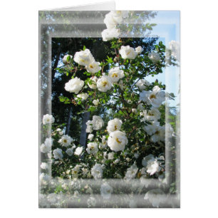 Roses de mi-été