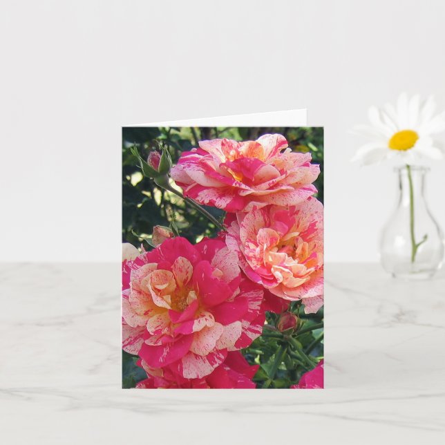 Roses en blanc rose rayé noir Carte de photo d'art (Petite plante)