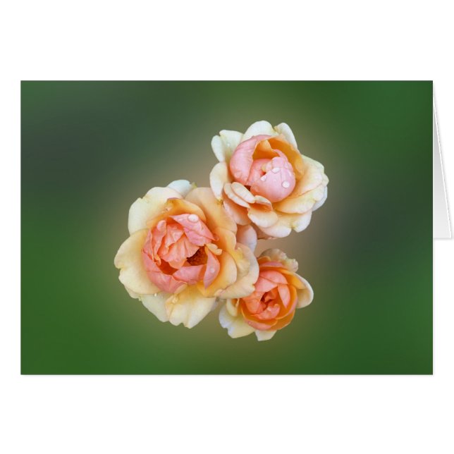 roses jaunes (Devant horizontal)