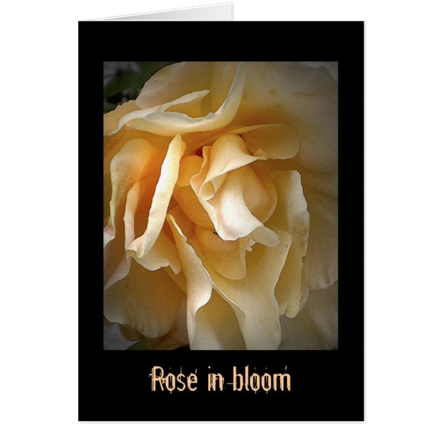 Roses morts : Rose en fleurs (Devant)