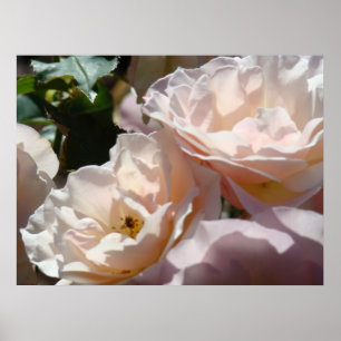 ROSES Pink Rose Flowers Art Prints Framed Wall Art Poster
