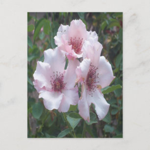 Roses Postkarte