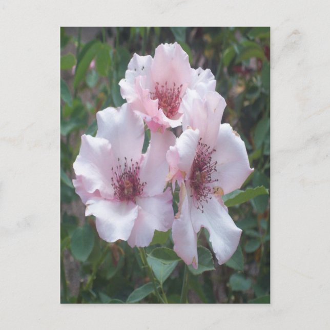 Roses Postkarte (Vorderseite)
