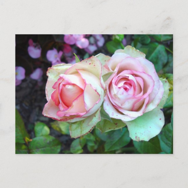 Roses Postkarte (Vorderseite)