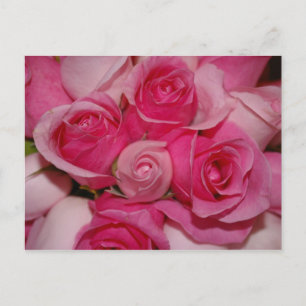 Roses roses - Carte postale