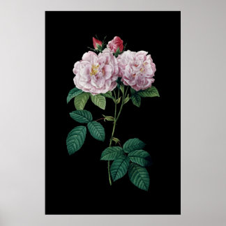 Roses roses de Redoute noir arrière - plan poster