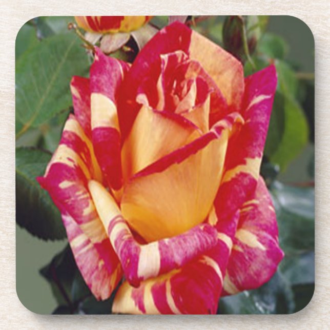Roses roses jaunes Dessous de verre (Devant)