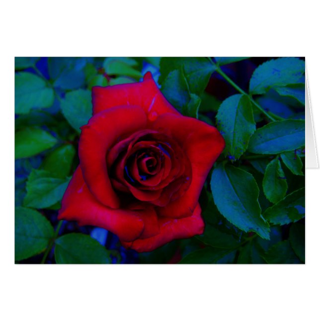 Roses rouges aux tons bleus (Devant horizontal)