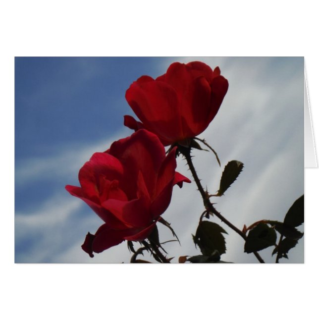 Roses rouges contre un ciel bleu vif (Devant horizontal)
